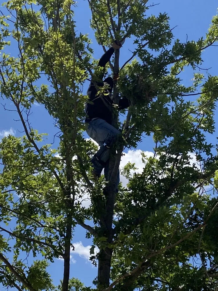 Affordable garden landscaping in Lubbock, TX by Benavides Tree Trimming & Removal