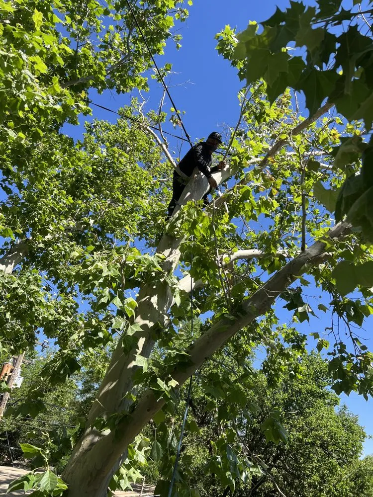 Top-rated landscape design in Lubbock, TX by Benavides Tree Trimming & Removal