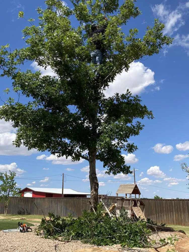 Trusted yard cleanup service for outdoor upgrades across Lubbock, TX - Benavides Tree Trimming & Removal