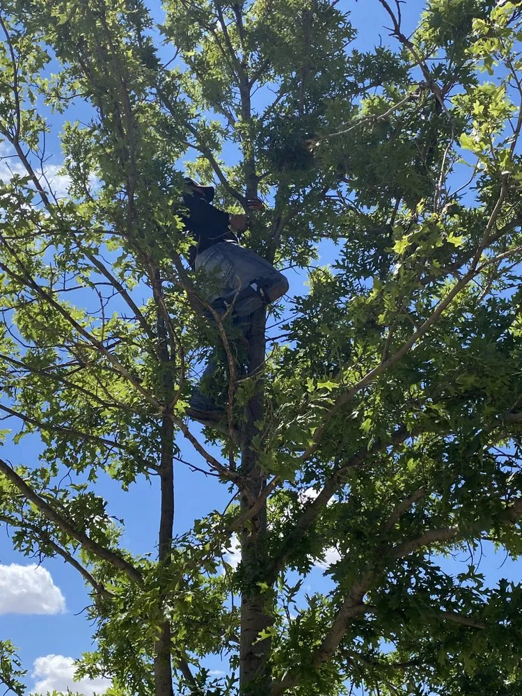 Trusted yard maintenance for homes in Lubbock, TX by Benavides Tree Trimming & Removal