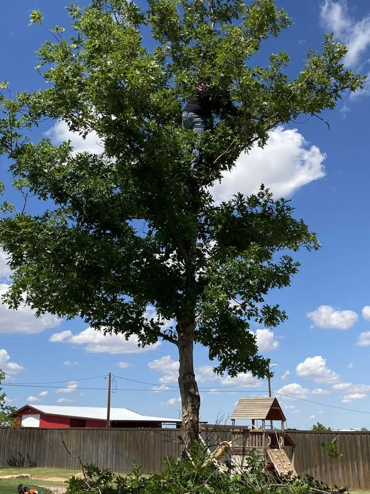 Reliable landscaping services with custom design in Lubbock, TX by Benavides Tree Trimming & Removal