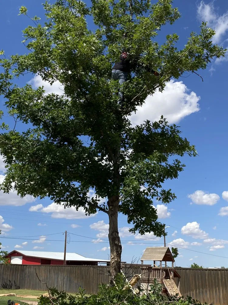 Custom lawn care service near you in Lubbock, TX by Benavides Tree Trimming & Removal