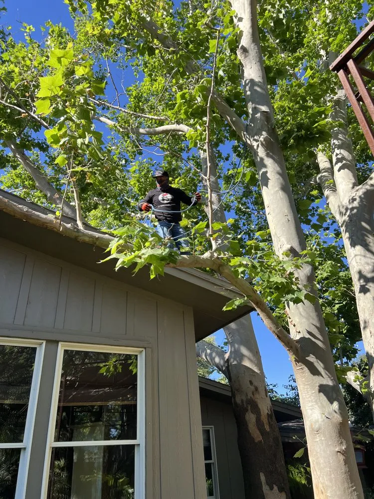 Affordable residential landscaping in Lubbock, TX - Benavides Tree Trimming & Removal