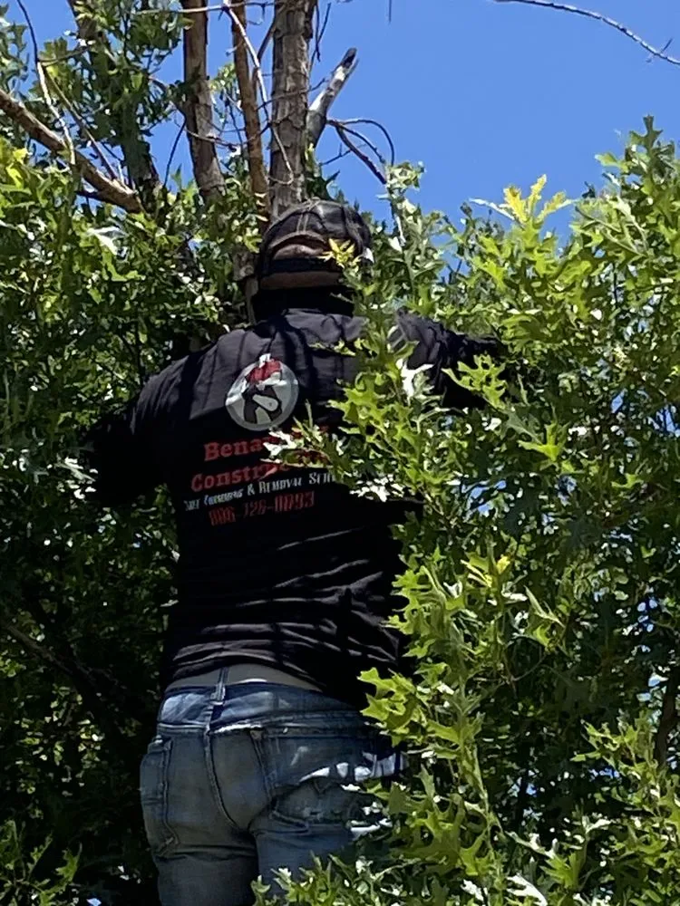Expert lawn care service with custom design in Lubbock, TX by Benavides Tree Trimming & Removal