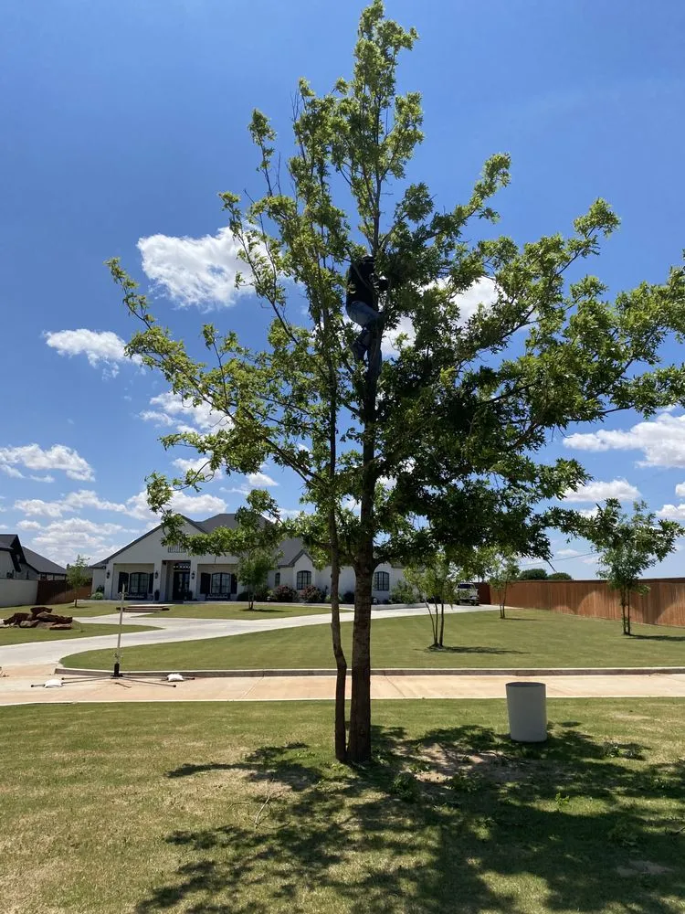 Expert outdoor landscaping with custom design across Lubbock, TX - Benavides Tree Trimming & Removal