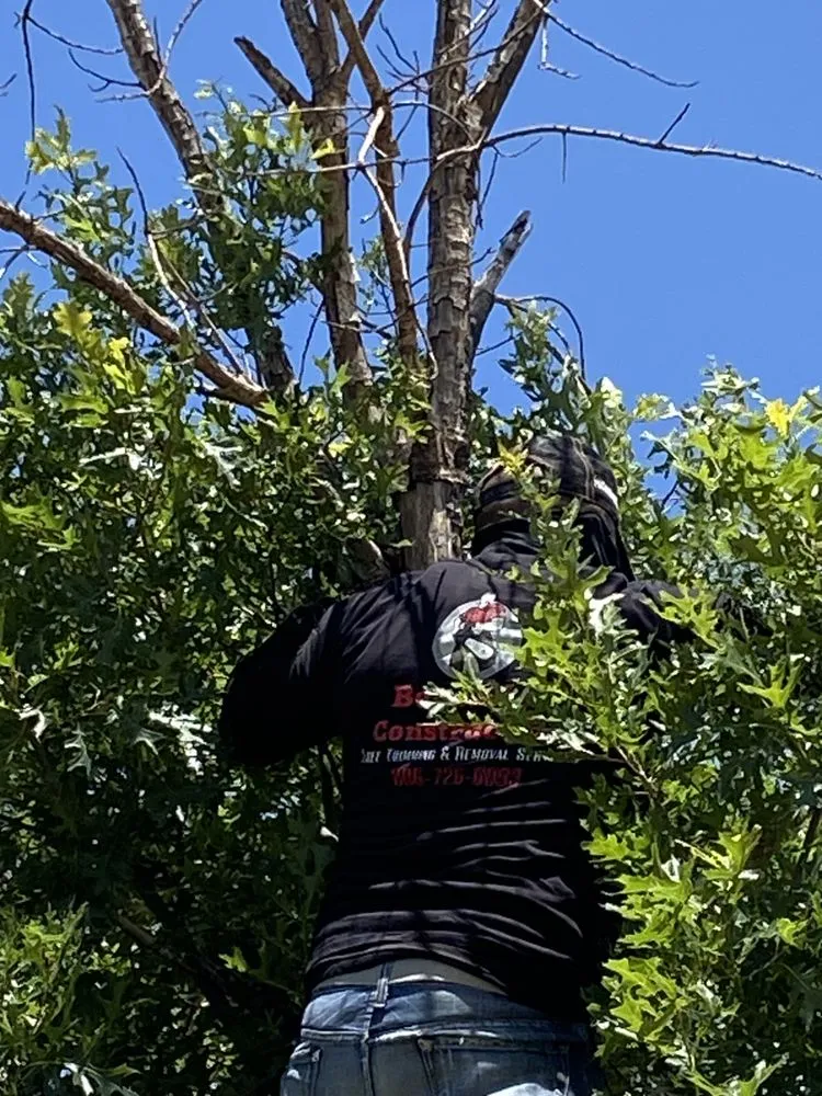 Trusted yard cleanup service experts serving Lubbock, TX - Benavides Tree Trimming & Removal