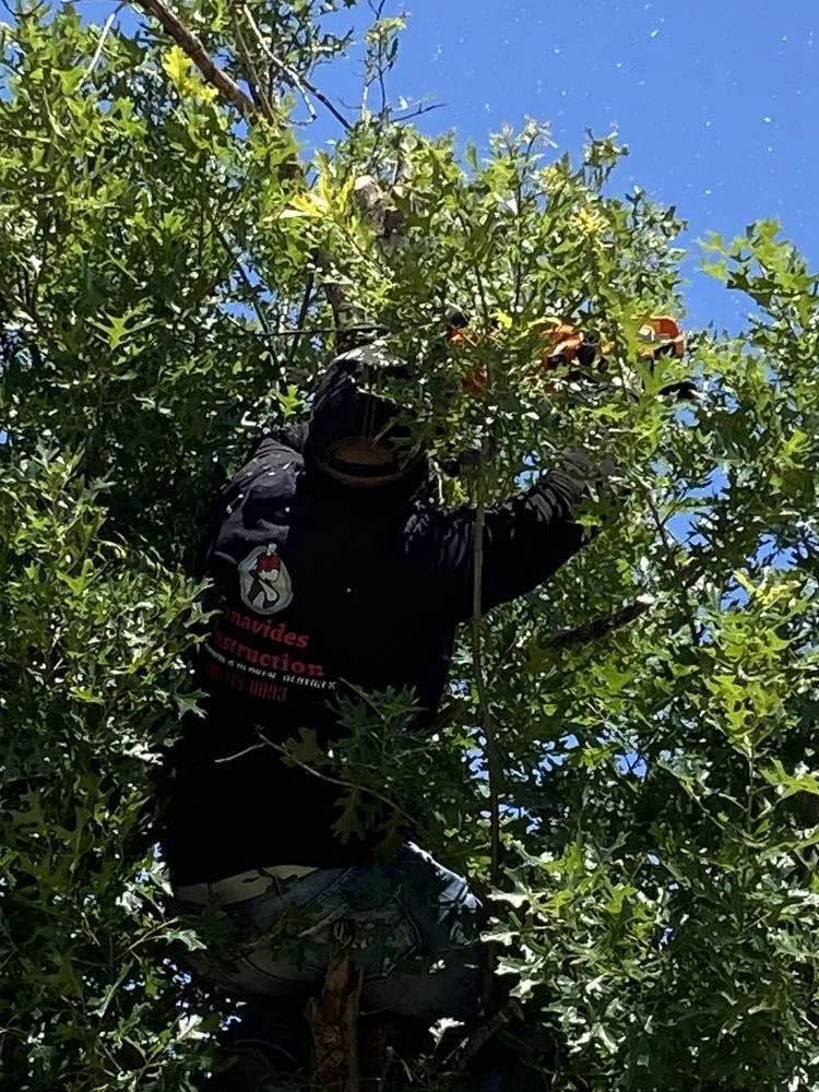 Custom residential landscaping in Lubbock, TX - Benavides Tree Trimming & Removal