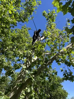 Benavides Tree Trimming & Removal