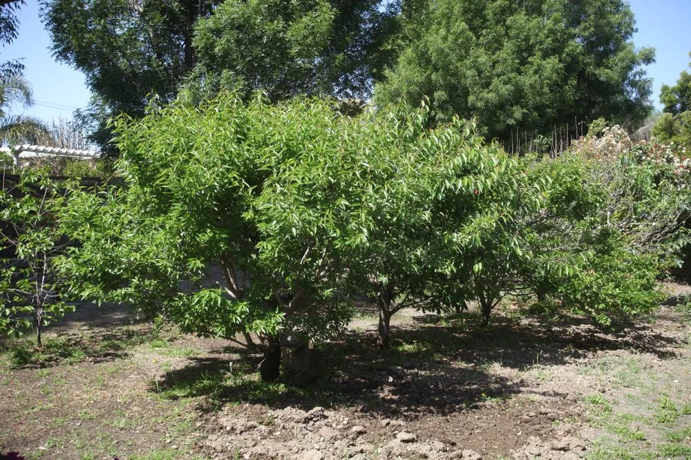 Expert lawn mowing service in Calabasas, CA - Benchmark Affordable Landscaping