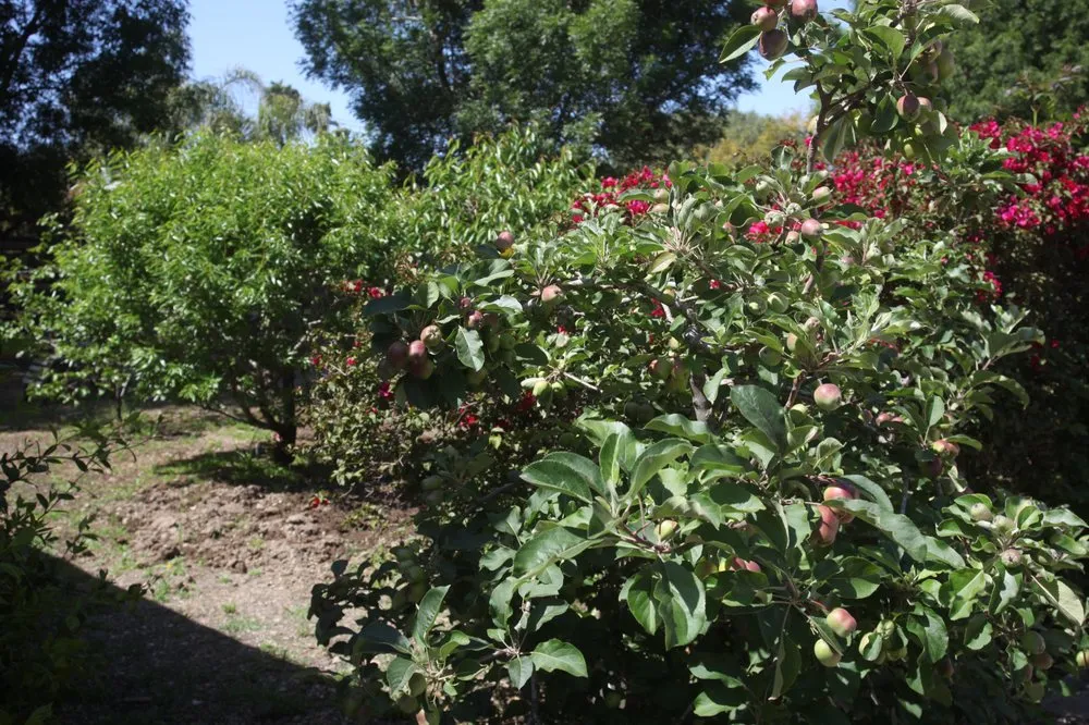 Top-rated yard maintenance in Calabasas, CA by Benchmark Affordable Landscaping