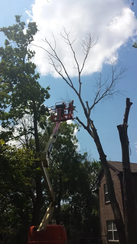 Affordable yard cleanup service in Indianapolis, IN by Benchmark Property Services