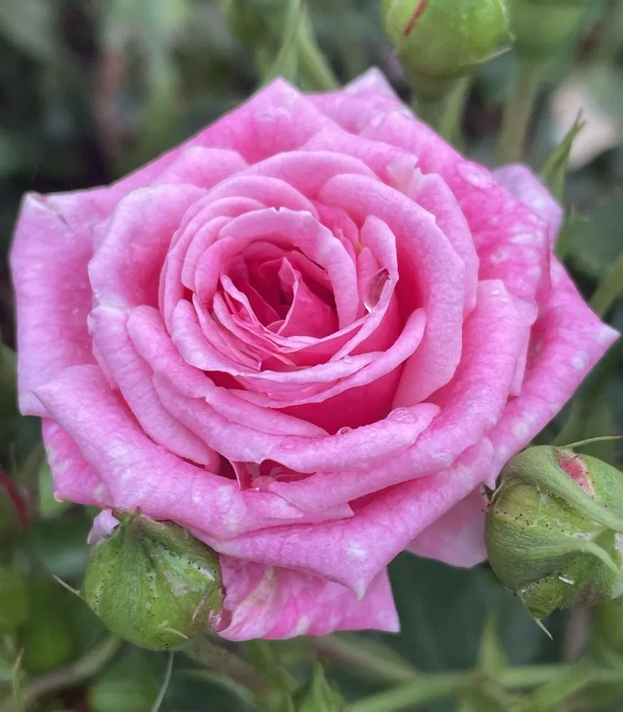 Reliable landscape installation in Allentown, PA - Benckini Richard W Landscaping