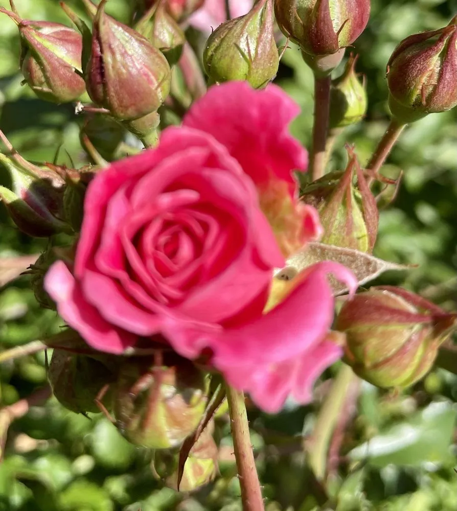 Expert yard cleanup service in Allentown, PA - Benckini Richard W Landscaping