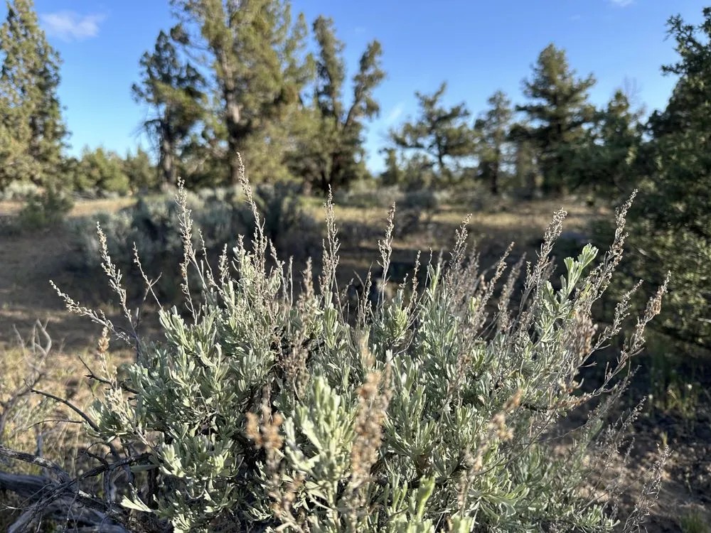 Expert lawn care service for residential properties in Bend, OR by Bend Oregon Desert Scapes