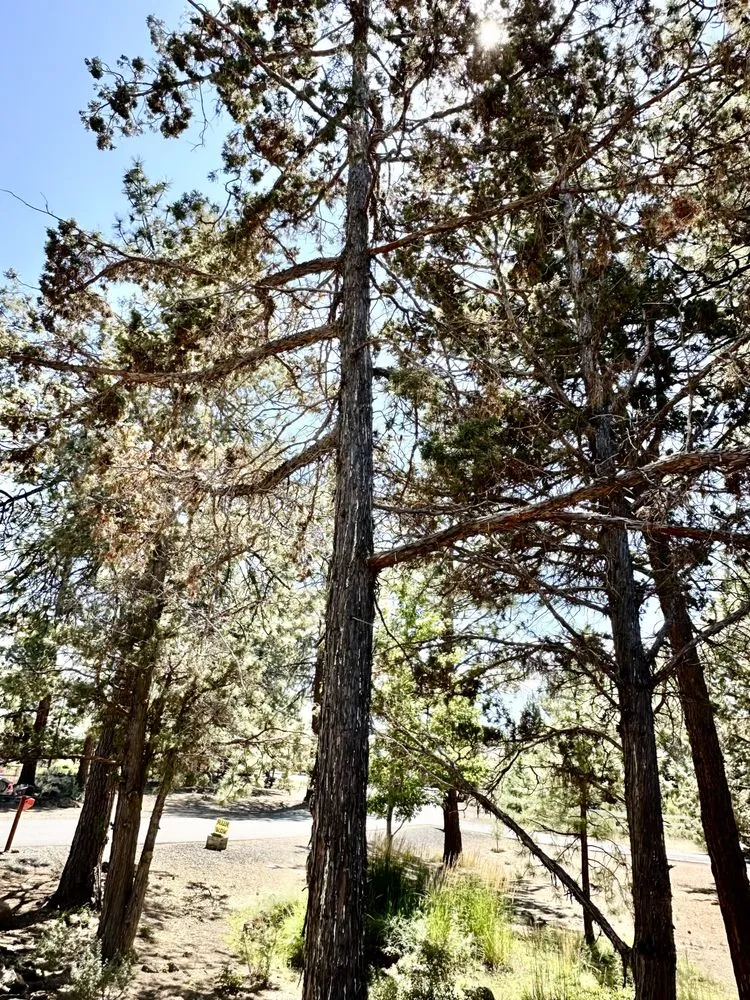 Trusted landscape design for outdoor upgrades across Bend, OR - Bend Oregon Desert Scapes