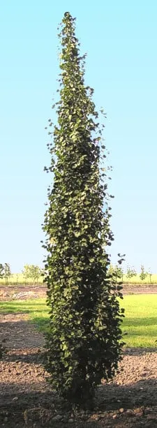 Trusted landscape design in Bend, OR - Bend Pine Nursery