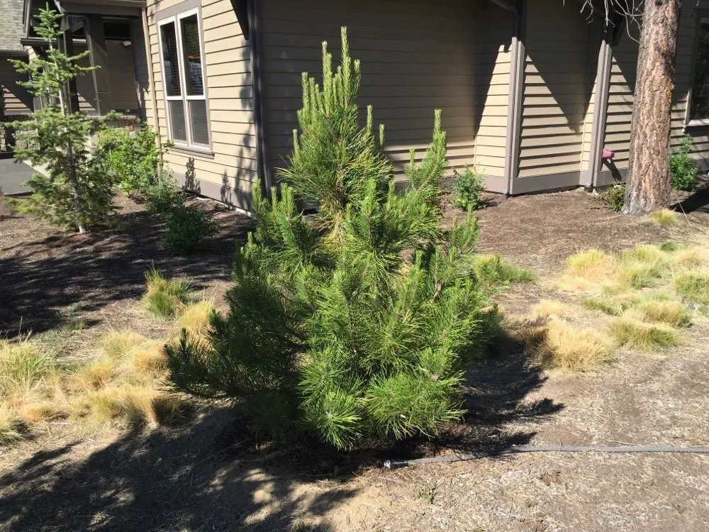 Affordable lawn mowing service for year-round maintenance across Bend, OR - Bend Pine Nursery