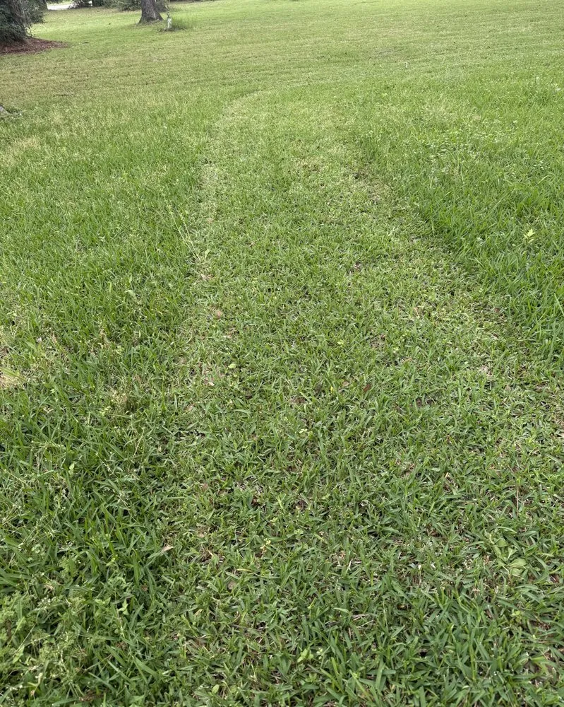 Reliable yard cleanup service experts serving Houston, TX - Benelli Complete Home Improvement