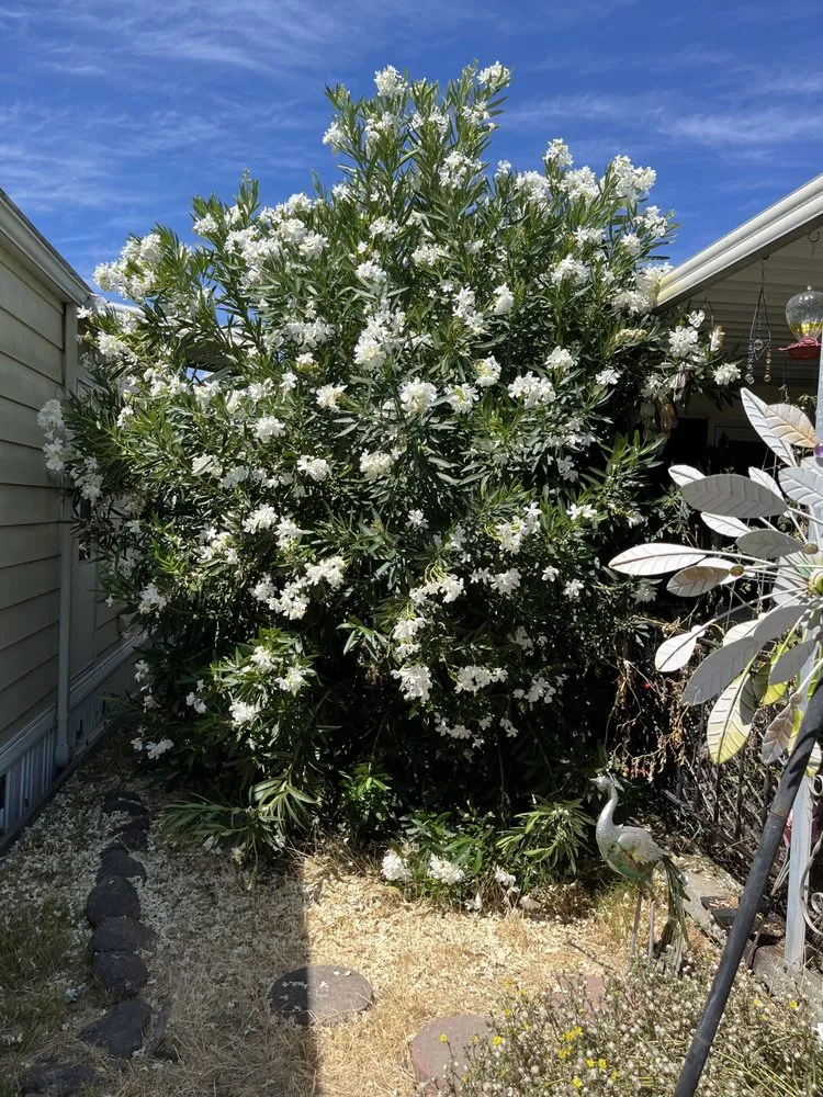 Reliable yard maintenance with custom design in Bay Point, CA by Benepic Landscape & Concrete