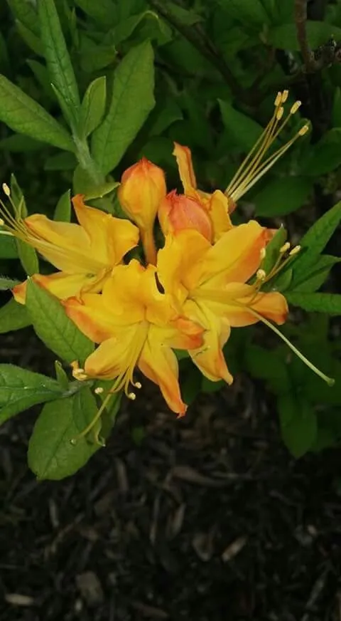 Custom garden landscaping experts serving Kingsport, TN - Benfield Lawn Care