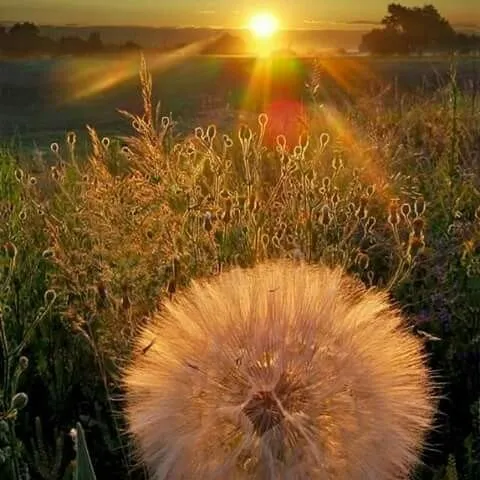 Professional garden landscaping experts serving Kingsport, TN - Benfield Lawn Care