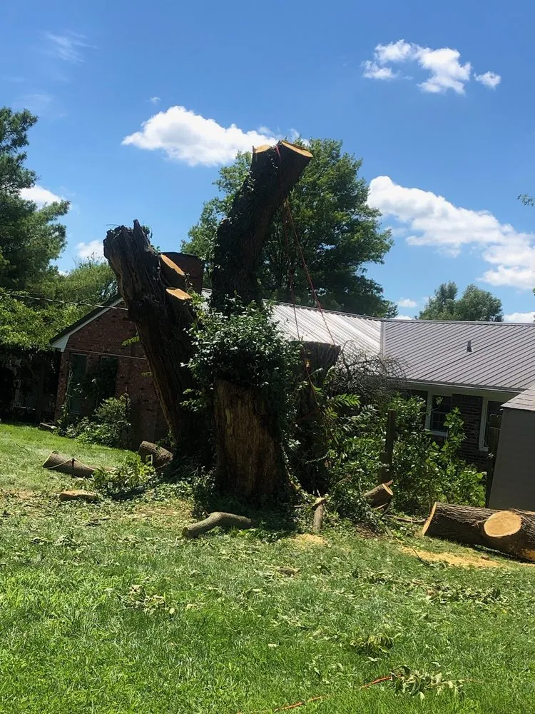 Reliable lawn care service in Louisville, KY - Benigno Perez Tree Services