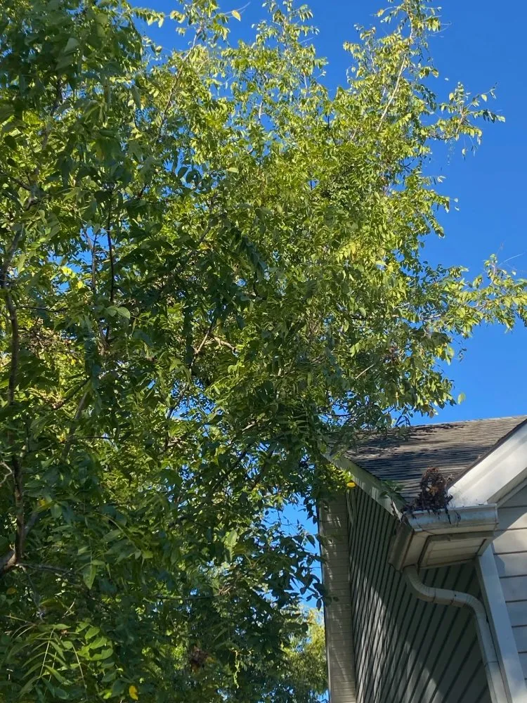 Expert landscaping services for homes in Louisville, KY by Benigno Perez Tree Services