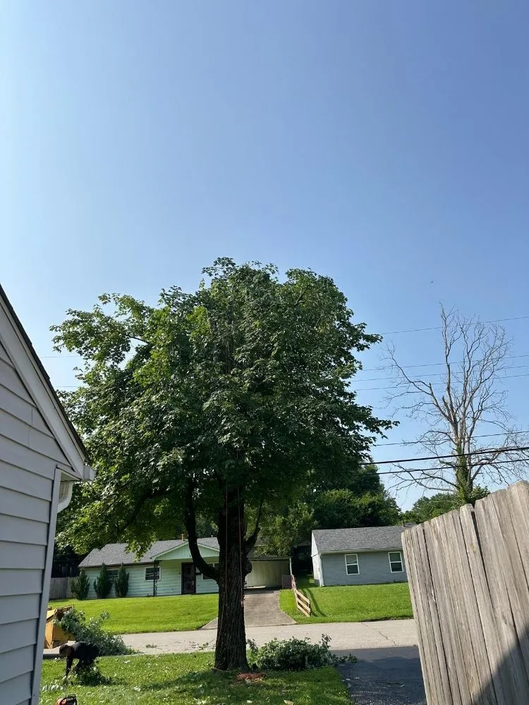 Custom lawn mowing service for year-round maintenance across Louisville, KY - Benigno Perez Tree Services