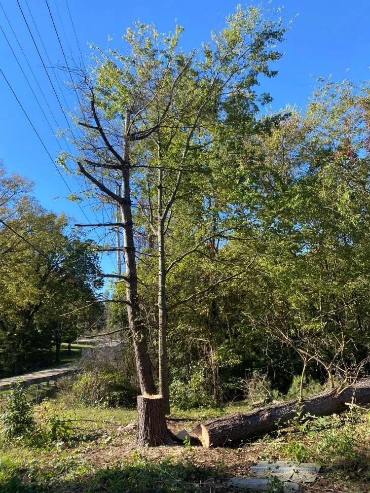 Top-rated garden landscaping for beautiful yards in Louisville, KY by Benigno Perez Tree Services