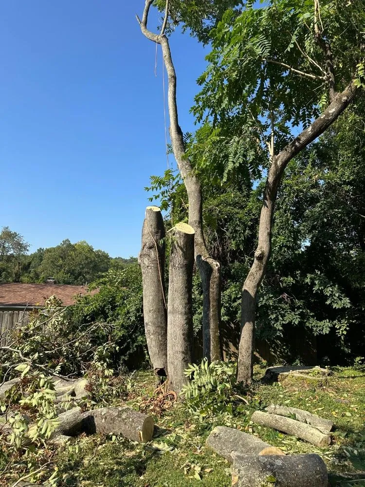 Expert outdoor landscaping for homes across Louisville, KY - Benigno Perez Tree Services