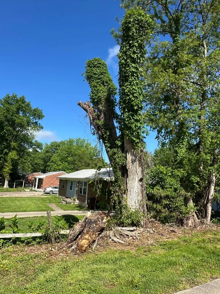Local outdoor landscaping in Louisville, KY - Benigno Perez Tree Services