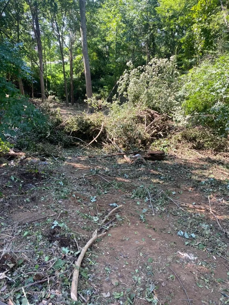 Professional landscaping services in Louisville, KY - Benigno Perez Tree Services