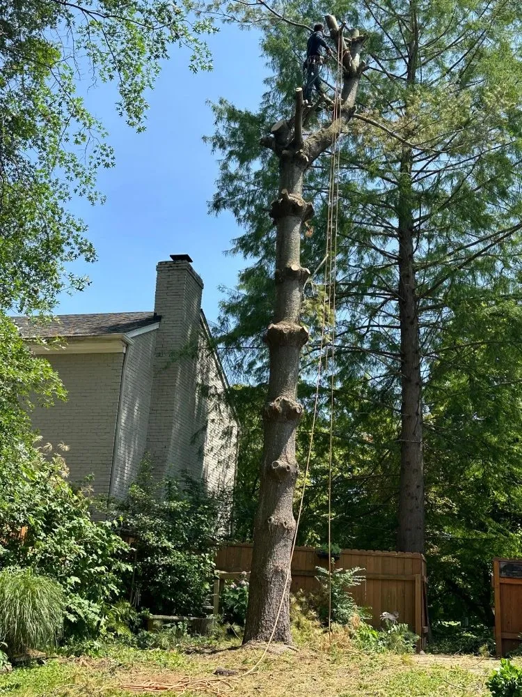 Top-rated garden landscaping for residential properties in Louisville, KY by Benigno Perez Tree Services