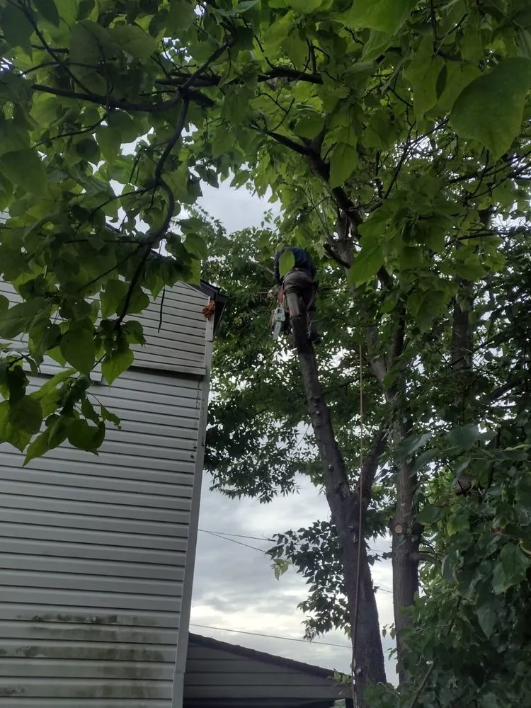 Professional landscape design in Louisville, KY - Benigno Perez Tree Services