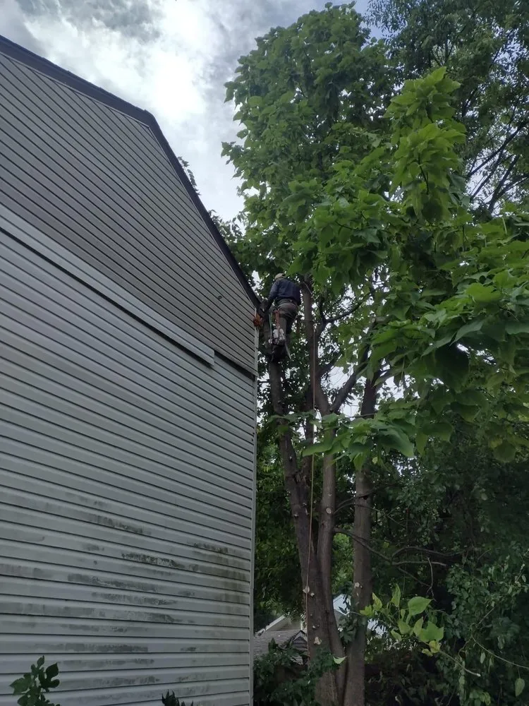 Custom lawn mowing service in Louisville, KY by Benigno Perez Tree Services