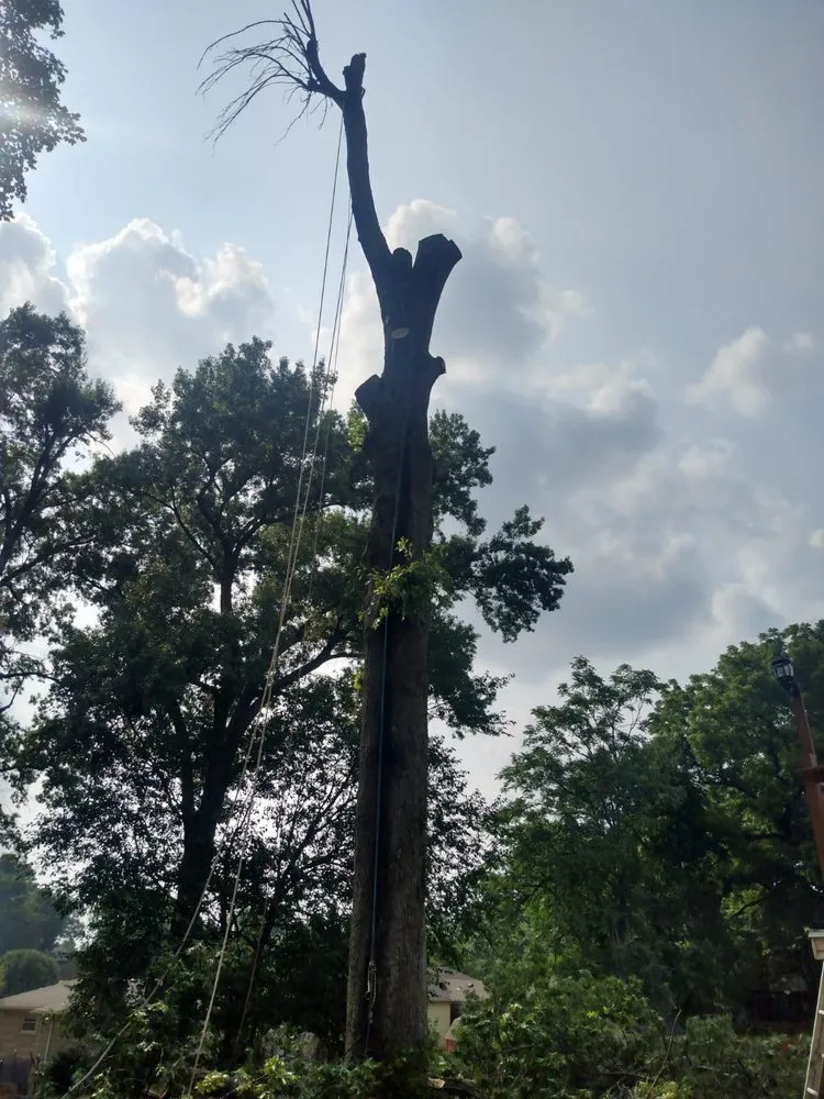 Custom lawn care service experts serving Louisville, KY - Benigno Perez Tree Services