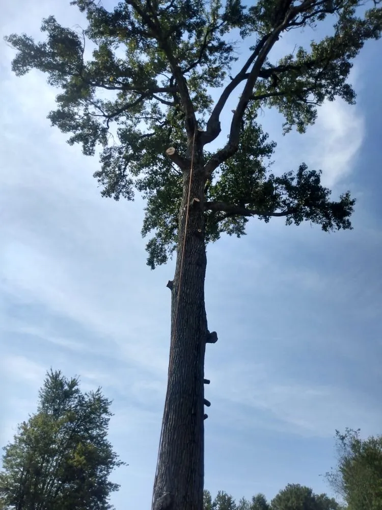 Top-rated residential landscaping in Louisville, KY by Benigno Perez Tree Services