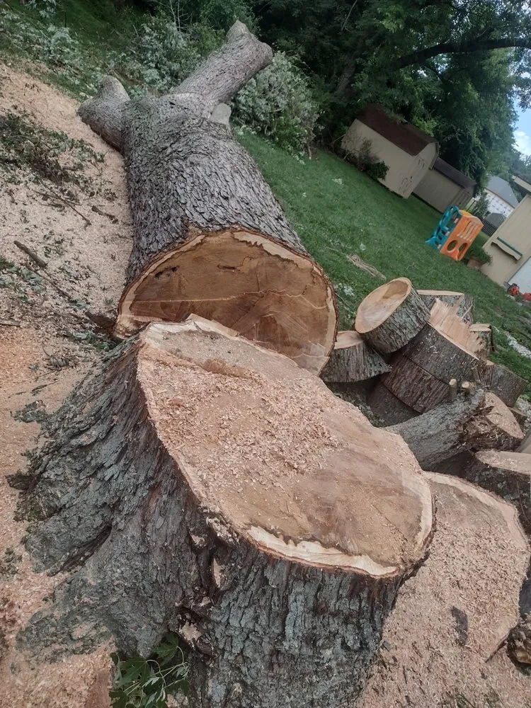 Top-rated yard maintenance in Louisville, KY - Benigno Perez Tree Services