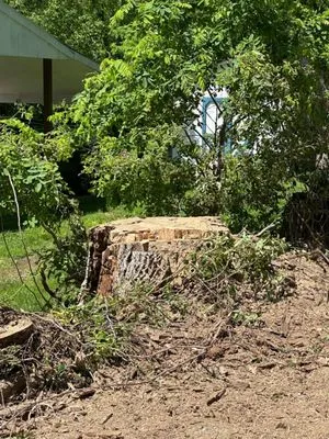 Benigno Perez Tree Services Logo