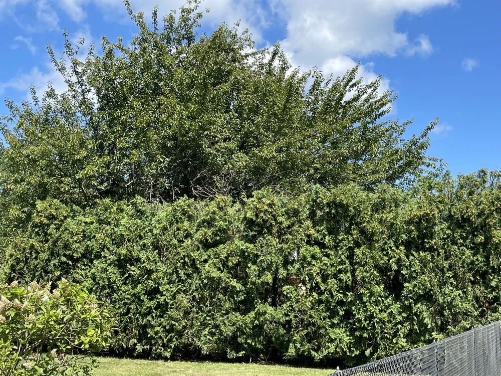 Professional yard maintenance in Howell, NJ by Benites Landscaping