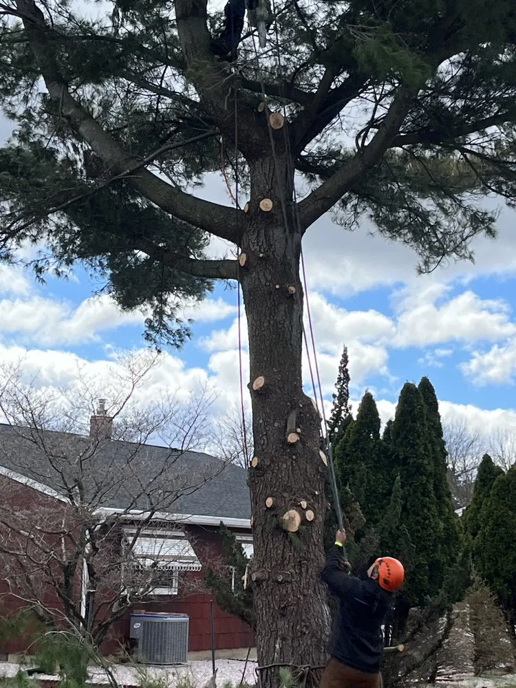 Local lawn care service in Howell, NJ - Benites Tree Service