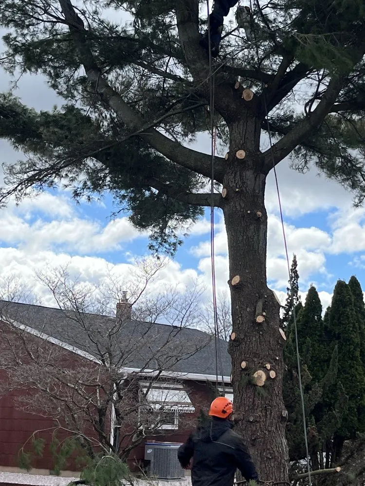 Local residential landscaping in Howell, NJ by Benites Tree Service