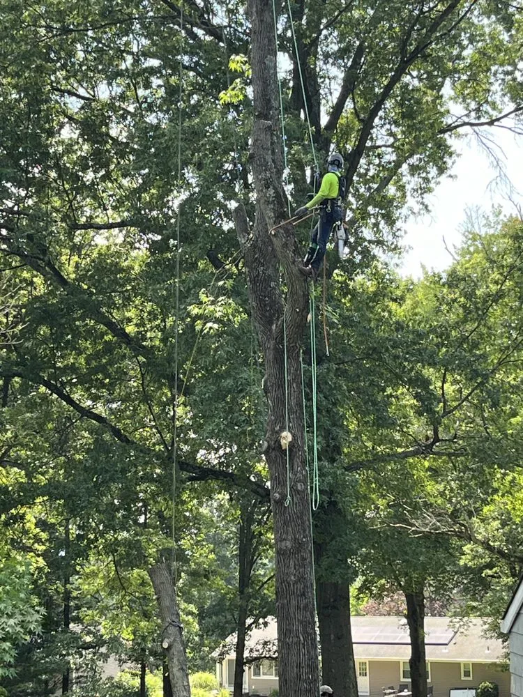 Expert lawn care service in Howell, NJ by Benites Tree Service