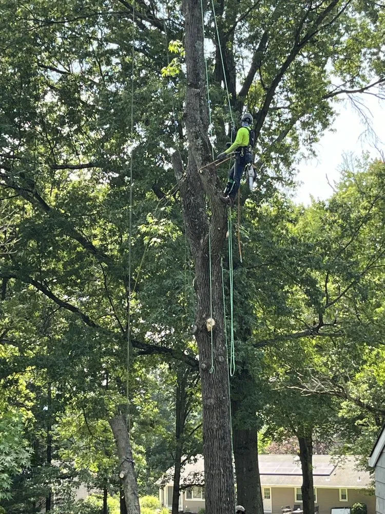 Reliable yard cleanup service with custom design across Howell, NJ - Benites Tree Service