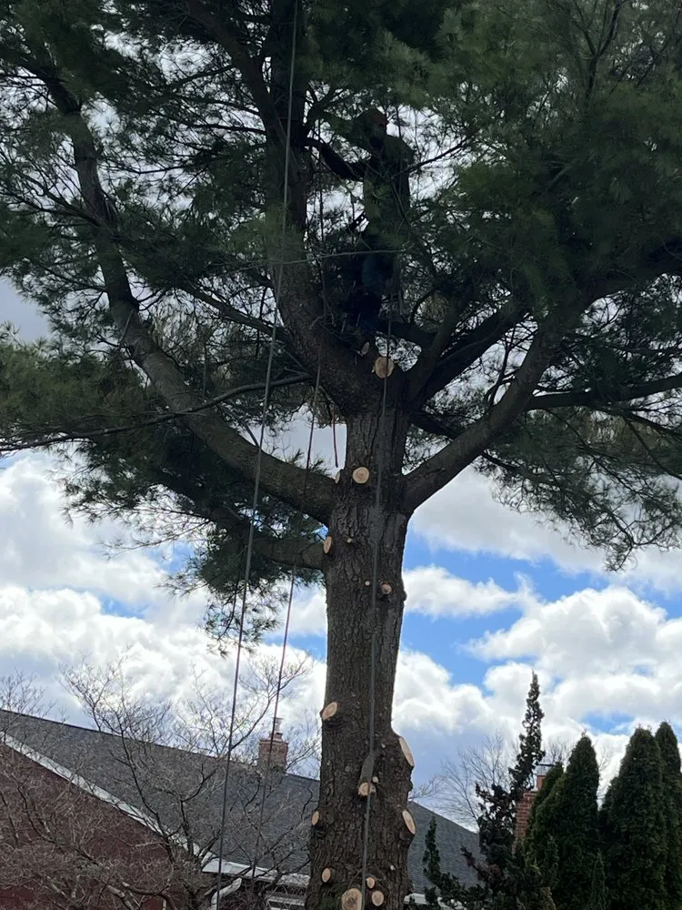 Professional landscape design in Howell, NJ by Benites Tree Service