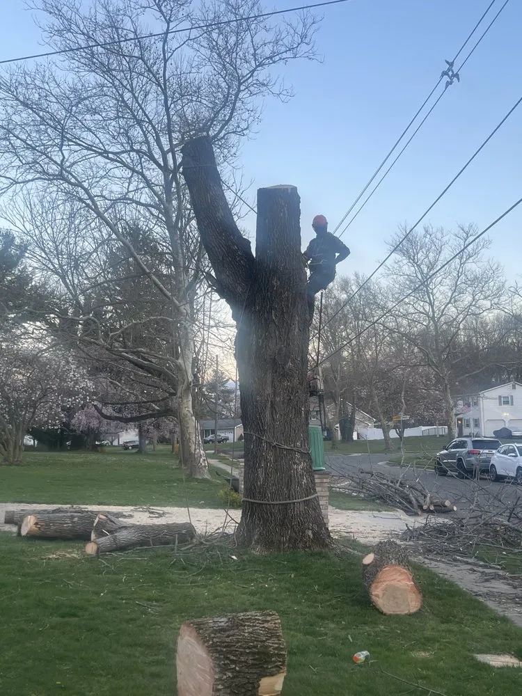 Expert yard maintenance experts serving Howell, NJ - Benites Tree Service