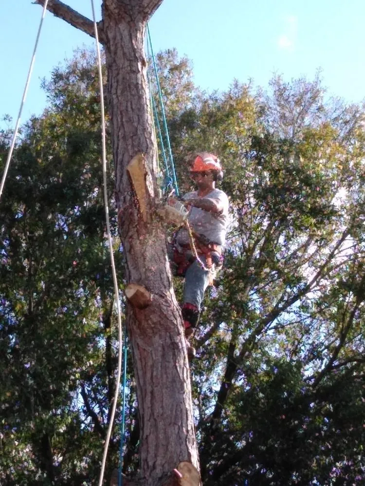 Trusted landscaping services for beautiful yards across Haines City, FL - Benitez and Sons