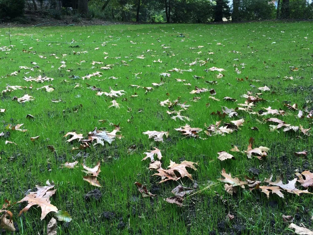 Local landscape design experts serving Leesburg, VA - Benitez Landscape & Design