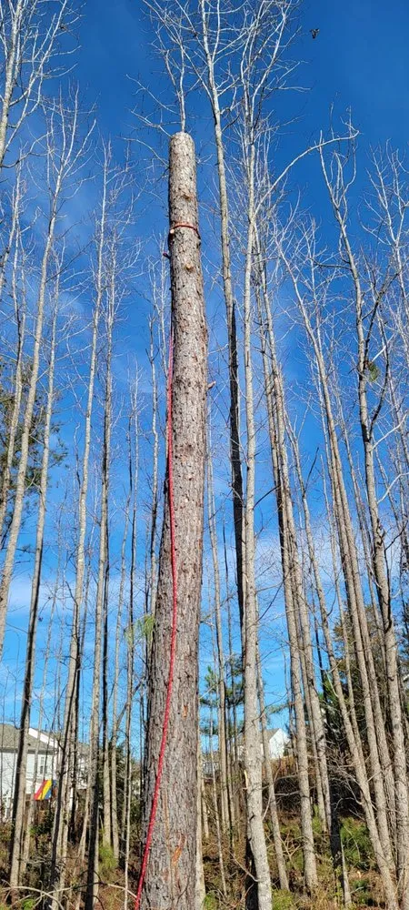 Expert lawn mowing service in Raleigh, NC by Benitez Landscaping & Tree Services - Raleigh