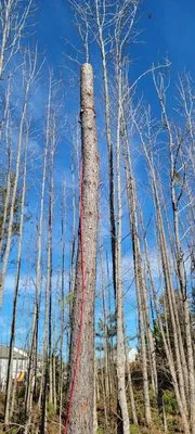 Benitez Landscaping & Tree Services - Raleigh Logo